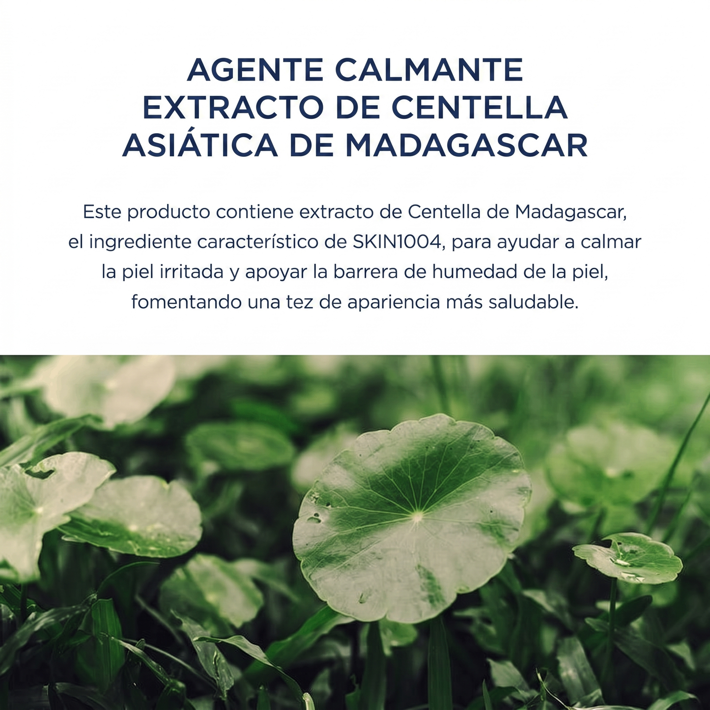 Madagascar Centella - Sun Serum SPF50+ Hidratante | El protector solar que no se siente, pero sí se nota.